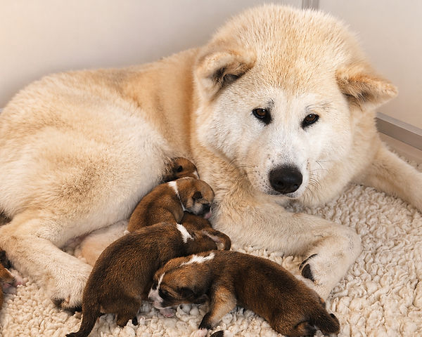 élevage akita inu, chiot akita inu
