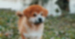 Elevage de l'Esprit du Kitsune, Akita Inu LOF en Drôme près de Valence