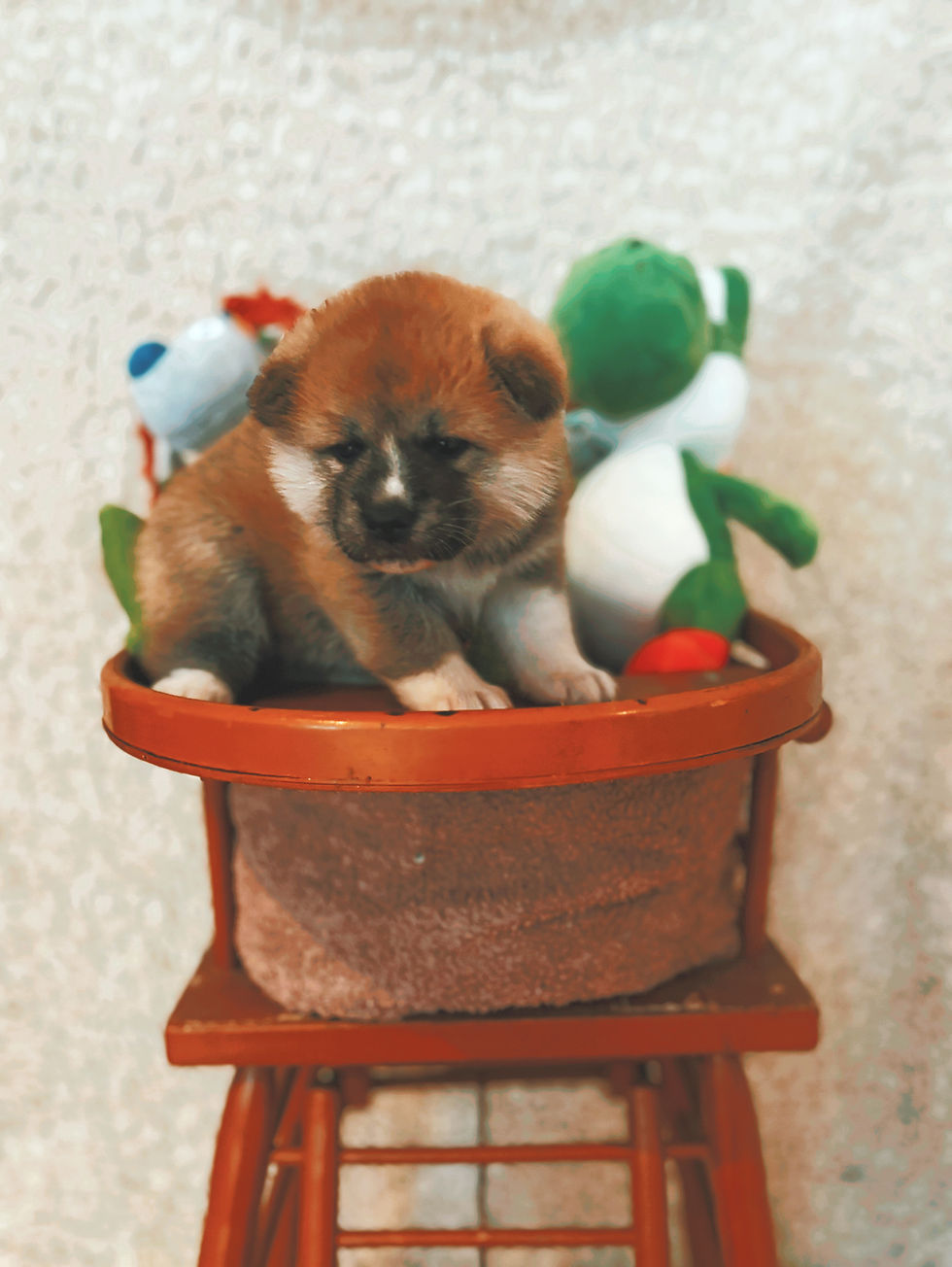 Kit chiot Akita Inu : collier, gamelle, jouets et couchage