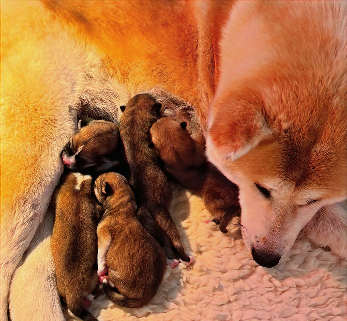 femelle akita inu