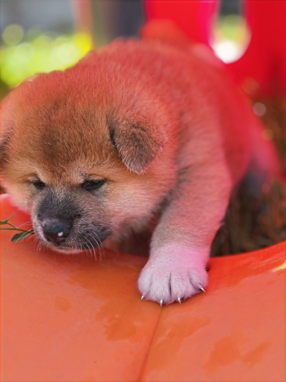 chiot akita inu