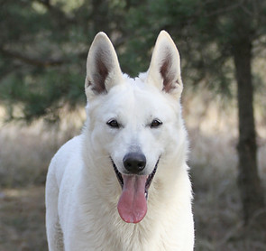 LADYLOVE LUXURY Royal Dignity - Hlava.JPG