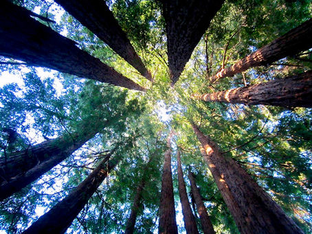 Redwood Sister Warriors Tribe 2019
