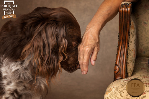 Fine Art Portrait of a kleine munsterlander dog connecting with the hand of his owner