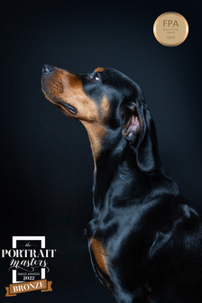 Fine Art Portrait of a Slovakian hound dog