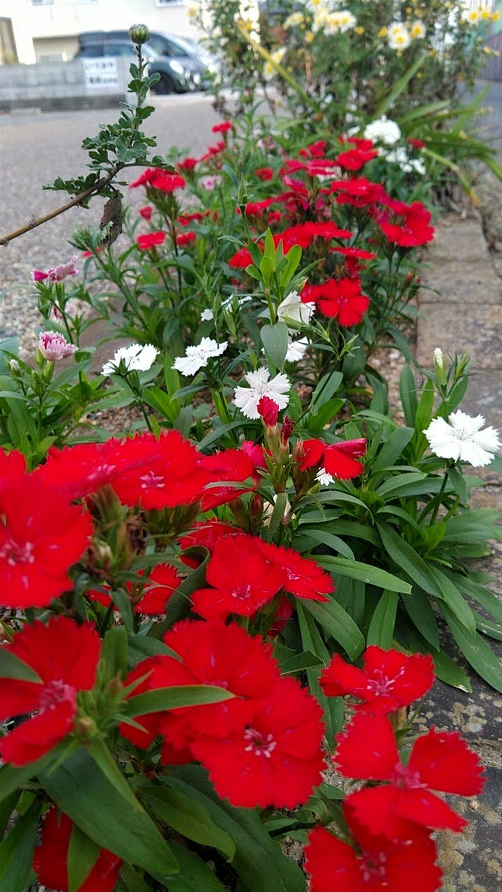 道端にぬくもりを感じる町内