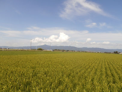 田園風景.JPG