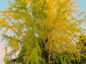 東別院のイチョウが黄色く色づき始めました
