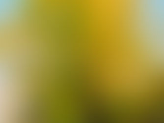 東別院のイチョウが黄色く色づき始めました