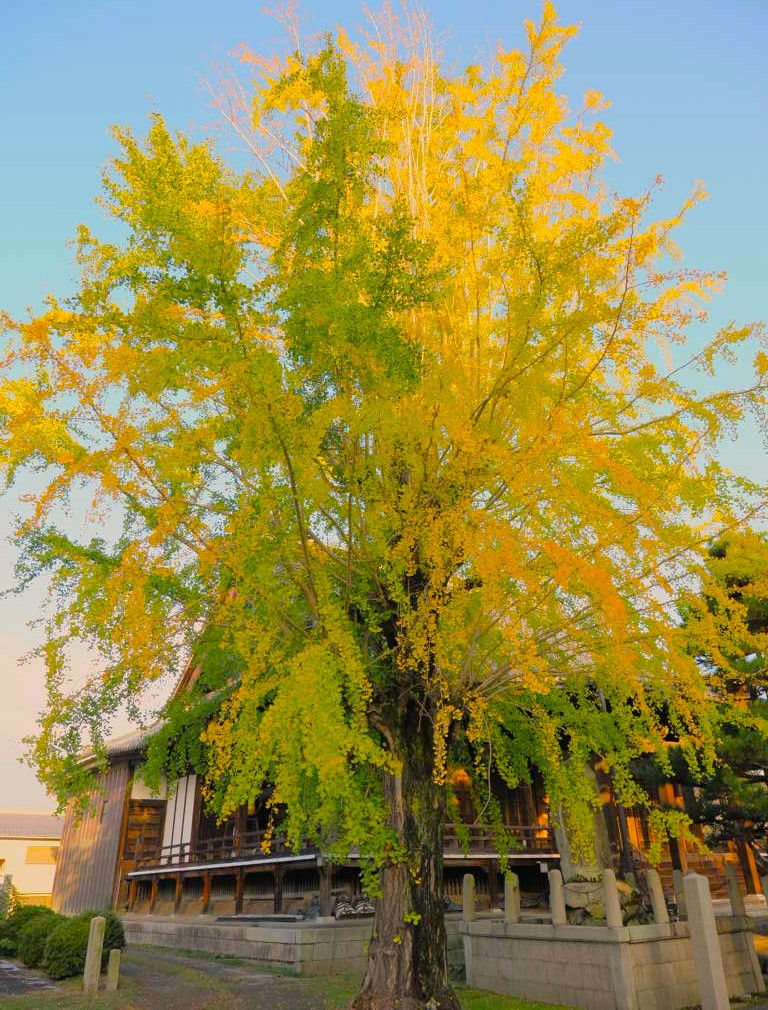 東別院のイチョウが黄色く色づき始めました