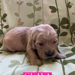 Guava _ 2 Weeks Old_edited.jpg