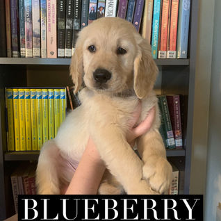 Blueberry _ 8 weeks old.jpeg