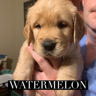 Watermelon _ 5 Weeks Old.jpeg