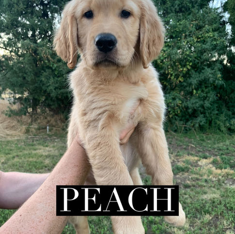 Peach _ 10 weeks old.jpeg