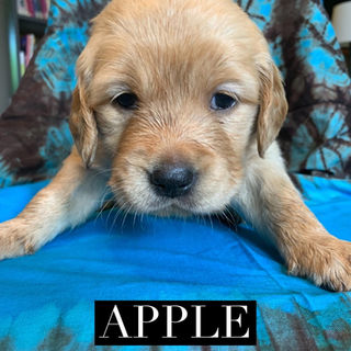 Apple _ 4 Weeks Old.jpeg