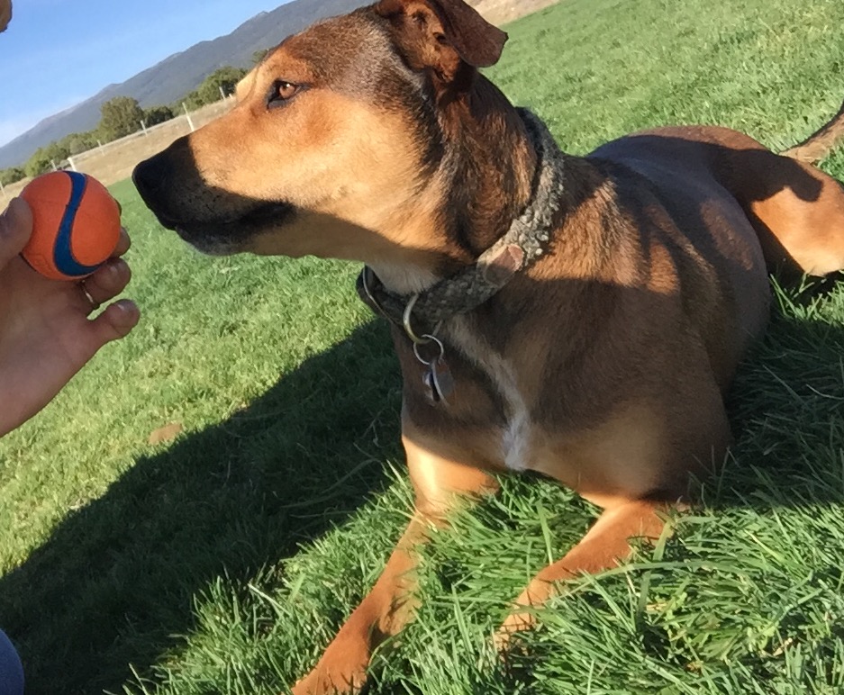 Hound Haven Kennels • Grooming Edgewood NM United States