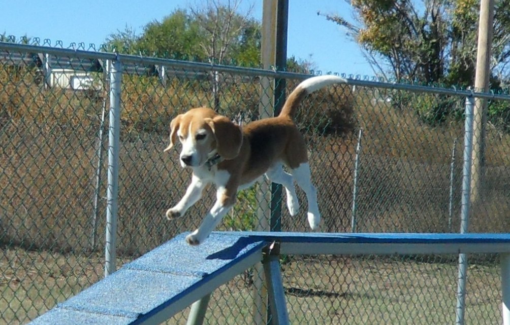Hound Haven Kennels • Grooming Edgewood NM United States
