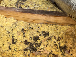 Rodent Contaminated Attic Insulation in DFW: Complete Guide to Inspection, Sanitization & Replacement