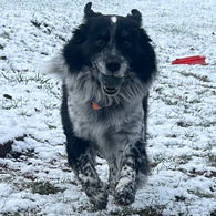 Live Oak Massage | Milton, FL | Taylor Stewart LMT | Jo Jo