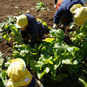 【年中組】小松菜採り