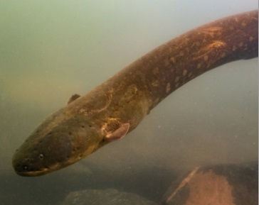 PESQUISADORES DESCOBRIRAM DUAS NOVAS ESPÉCIES DE PEIXE ELÉTRICO