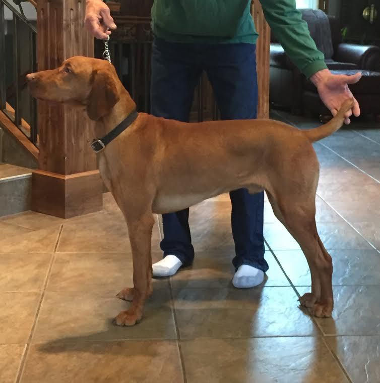 Balu at 9 months