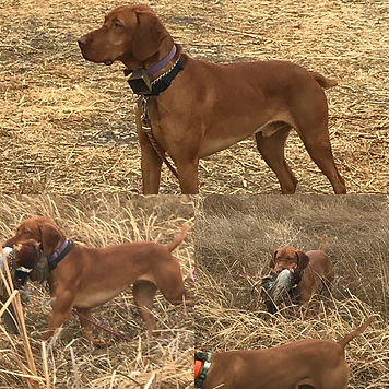 Balu hunting