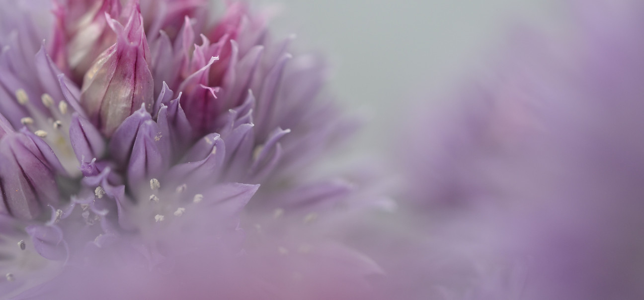 Purple chive blossoms _edited.jpg