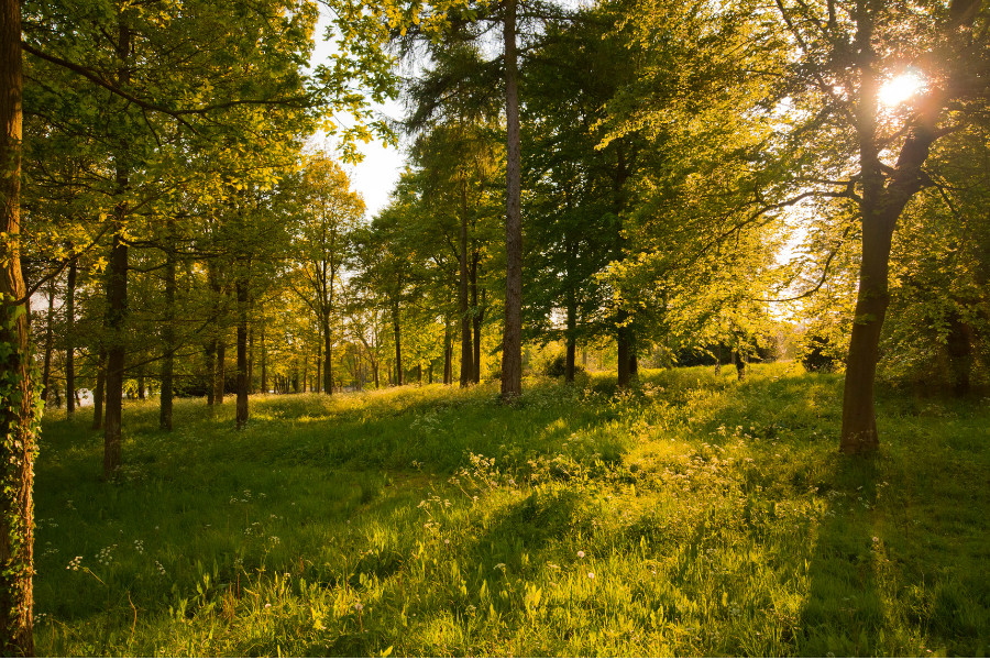 The Weeping Willow Barrow Walks