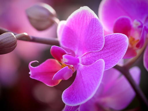 La Leyenda de la OrquÃdea