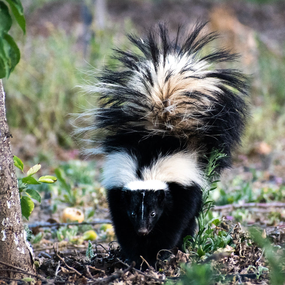 Skunk