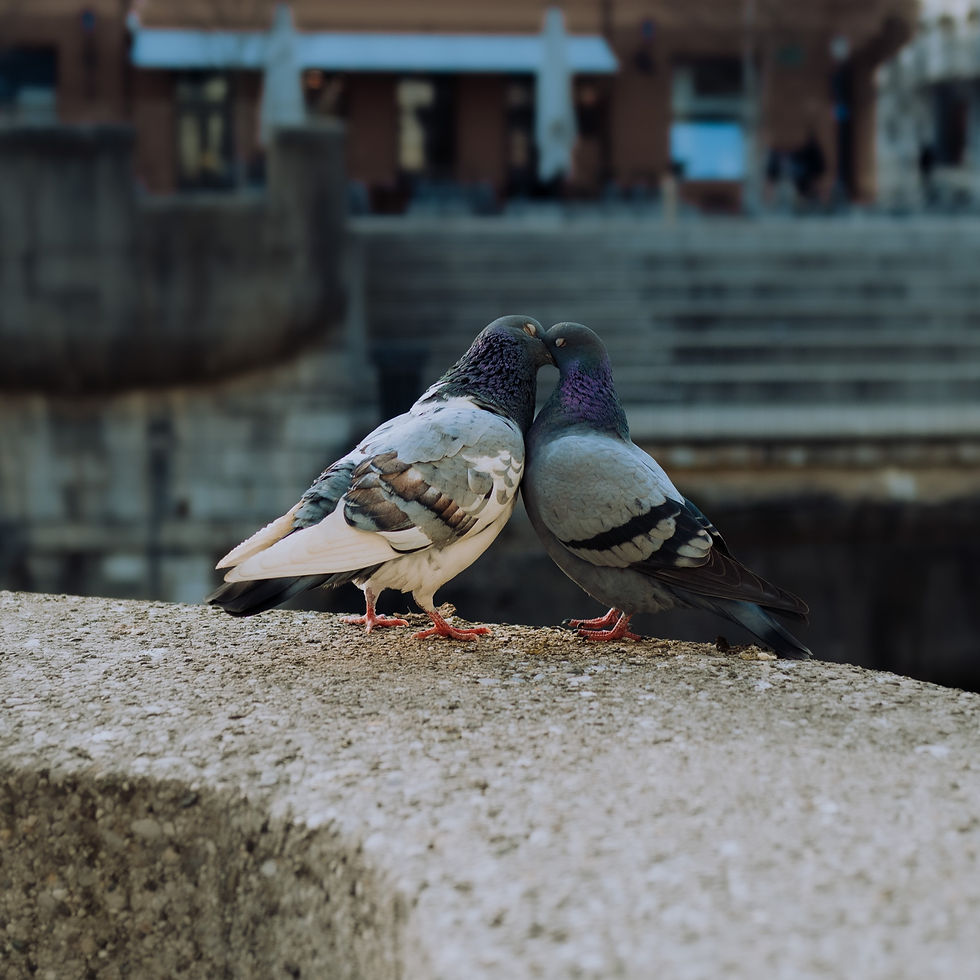 Pigeons