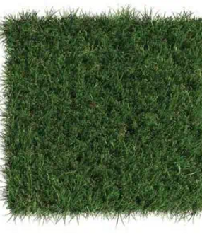 Revolution Grass Photo.PNG