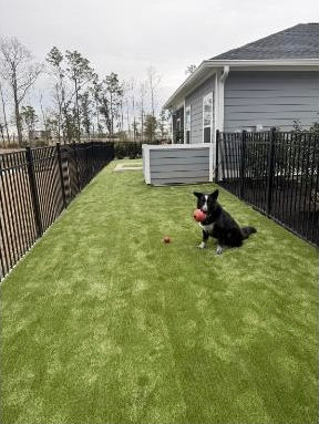 Happy Pup on its brand new K9Grass
