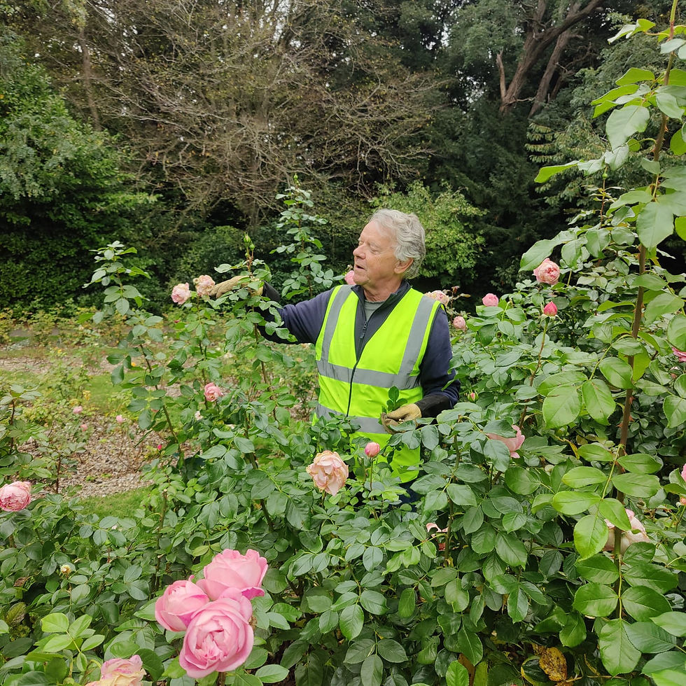 A volunteer dead-heading the roses in Castle Wood Rose Garden