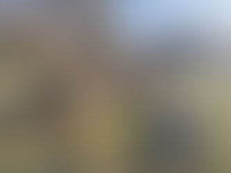 Dead wood on Castle / Crookston Meadow in autumn sunlight