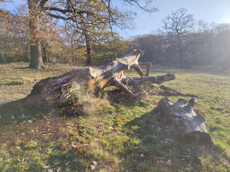 Dead wood on Castle / Crookston Meadow in autumn sunlight