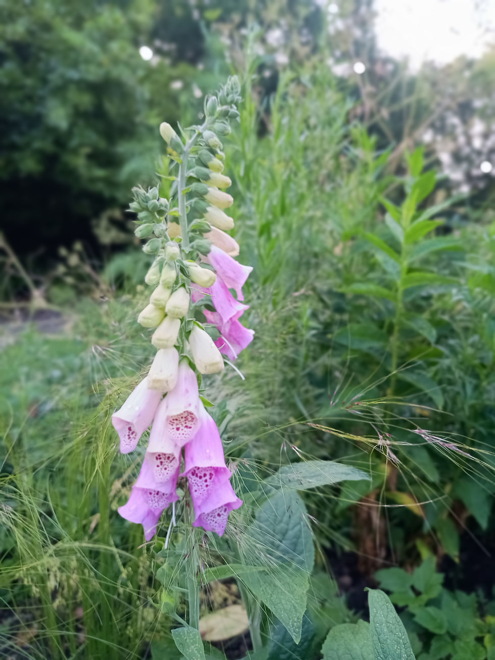 Gardening Group - London in Bloom