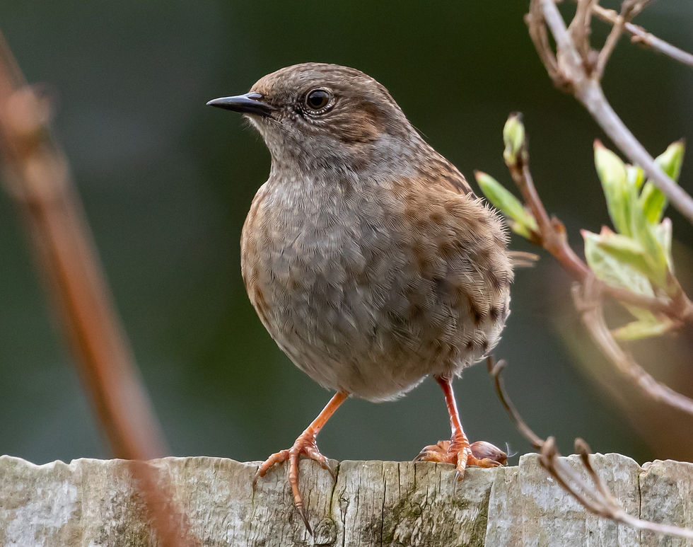 A small brown bird, the Dunnock, sitting on a branch. Picture credit The Other Kev, Pixabay.