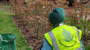 Rose pruning in Castle Wood Rose Garden