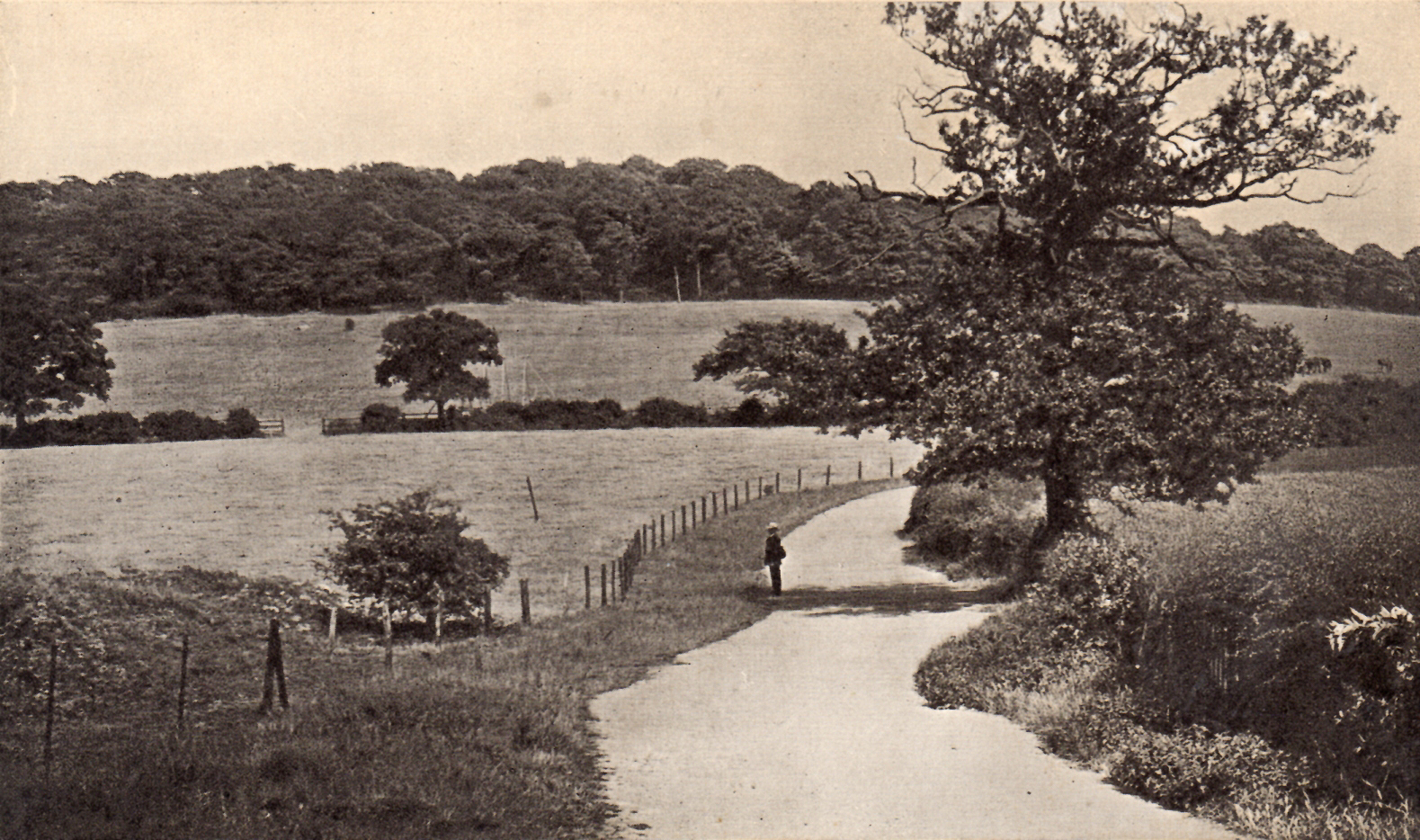 Shooters Hill Wood from the Cinder Path, Oxleas Woodlands