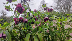 Hellebores in Jackwood House Garden