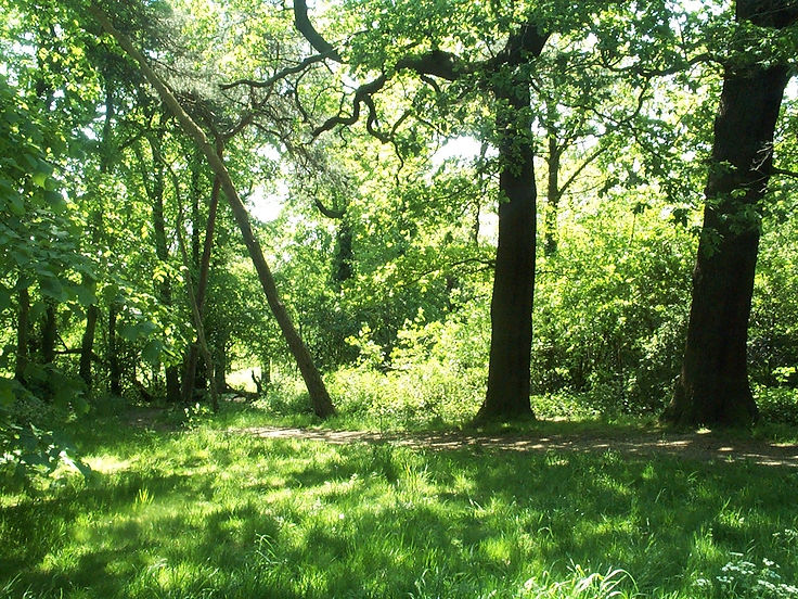 Oxleas Woods 2.jpg