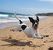 Healthy Hound Reviews