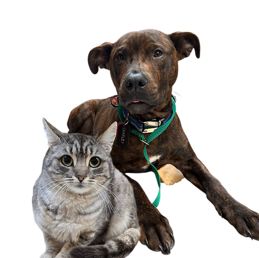Cat and dog next to each other