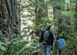 A family of tourists hiking through the Redwood National forest.