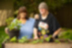 Two individuals smile beside a raised garden bed, one holding a potted plant. Their shared gardening project reflects the sense of connection and community fostered by Arcata House Partnership’s supportive housing programs.