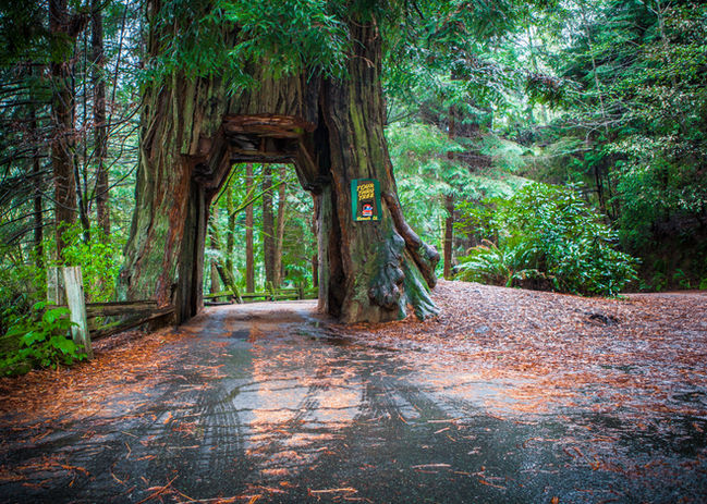The Tour Thru Tree in Klamath, California.