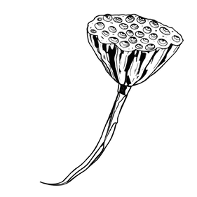 seedpod1 (1).png