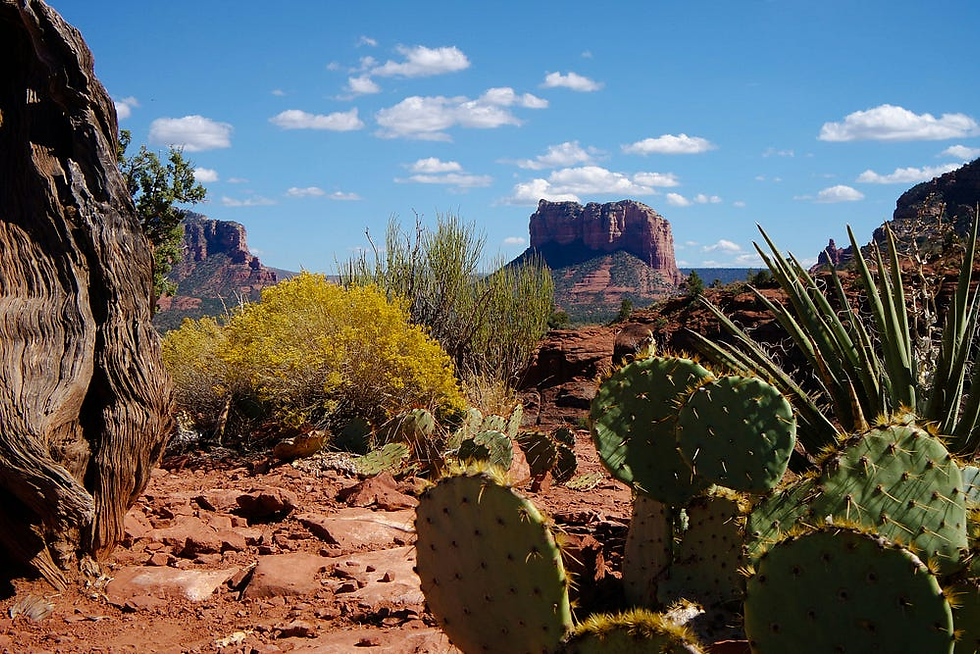 Prickly pear cactus in the foreground with red rock formations and Cathedral Rock in Sedona, Arizona.